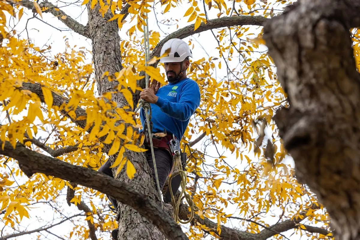 Skilled Tree Pruning crew working in Jennings